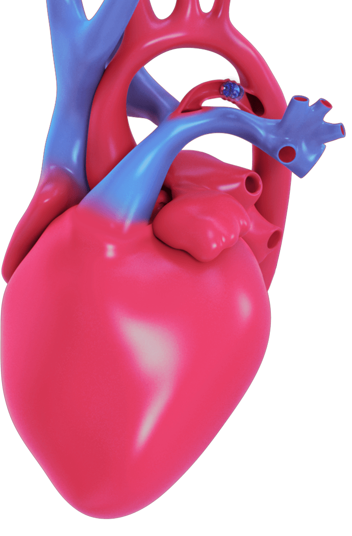 Heart Model 2